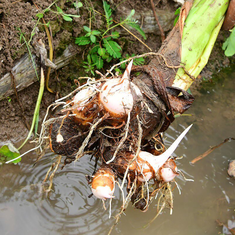 金华农家蔬菜自种正宗红芽芋艿香芋毛芋红芋头芋头