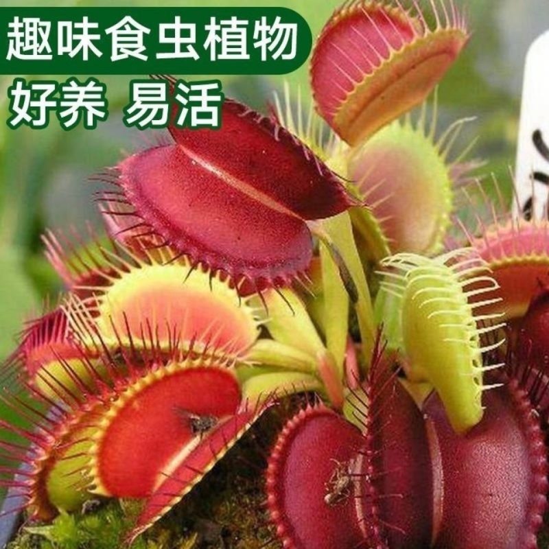 草食捕蝇食人猪笼草盆栽食虫植物食蝇虫草茅膏绿植