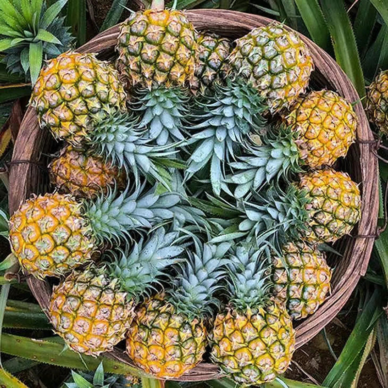 徐闻现摘当季凤梨味脆水果菠萝香水新鲜8斤凤梨