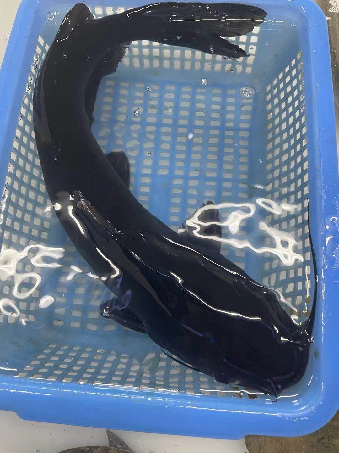 鲶鱼千岛湖鮰鱼鲜活活体大口胡子无刺淡水鱼食用淡水鱼类