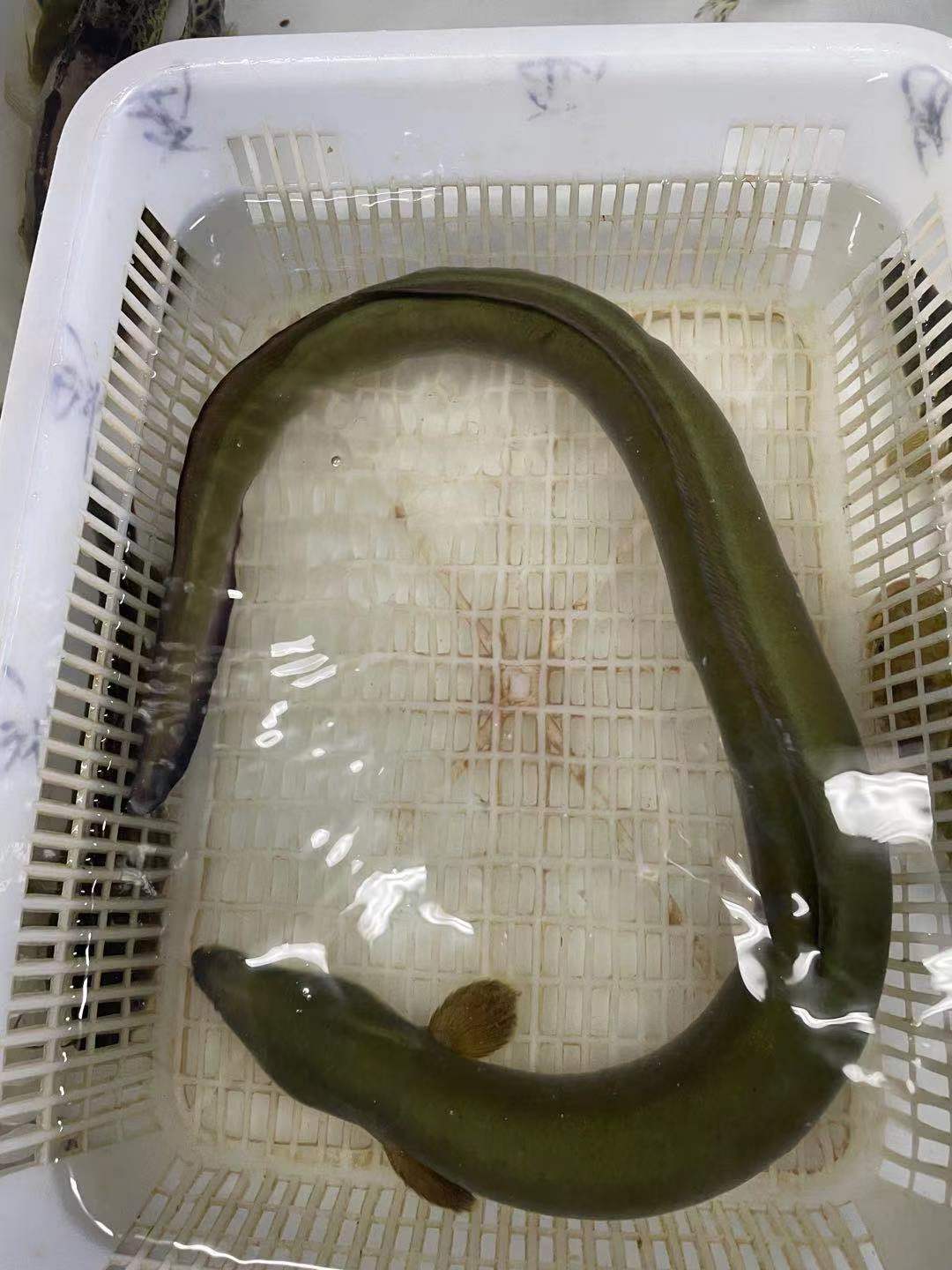 千岛湖活到鱼包活体鳝鱼白鳝鱼野生河淡水鲜活鳗鱼淡水鱼类