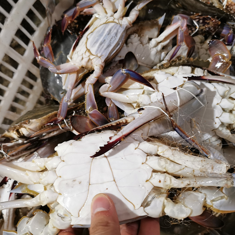 产地冷冻野生新鲜飞蟹海蟹螃蟹冰冻钳子地直梭子蟹