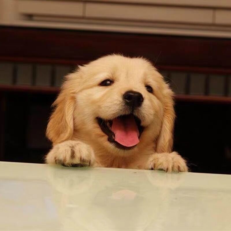 金毛活体纯种幼犬拉布拉多中型骨架家养宠物狗宠物训练