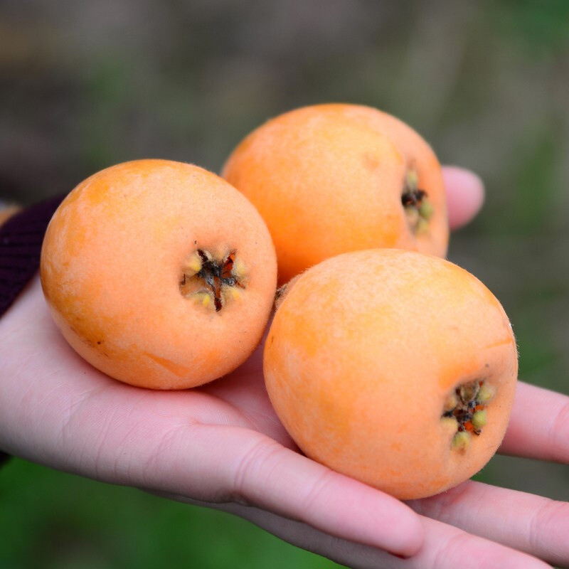 枇杷四川攀枝花米易特中当季现摘新鲜水果整箱枇杷