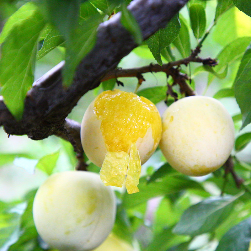 蜂蜜冰糖李纯甜李蜂糖金奈黄金奈新鲜芭芭李新鲜桃花李子