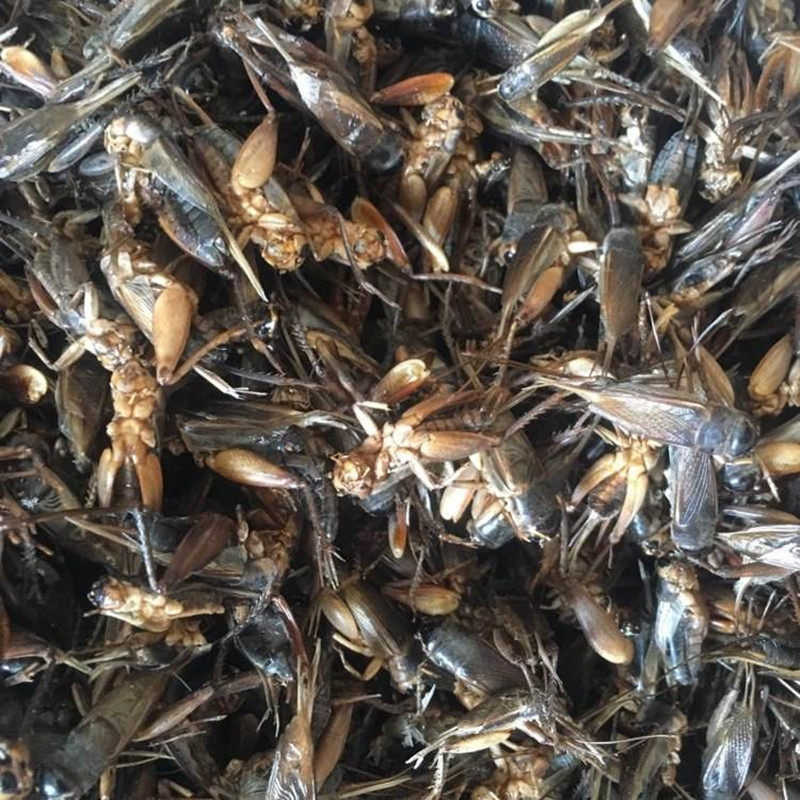 蟋蟀将军蛐蛐夜鸣秋虫中药材另有蚂蚱250克其他药食同源食品