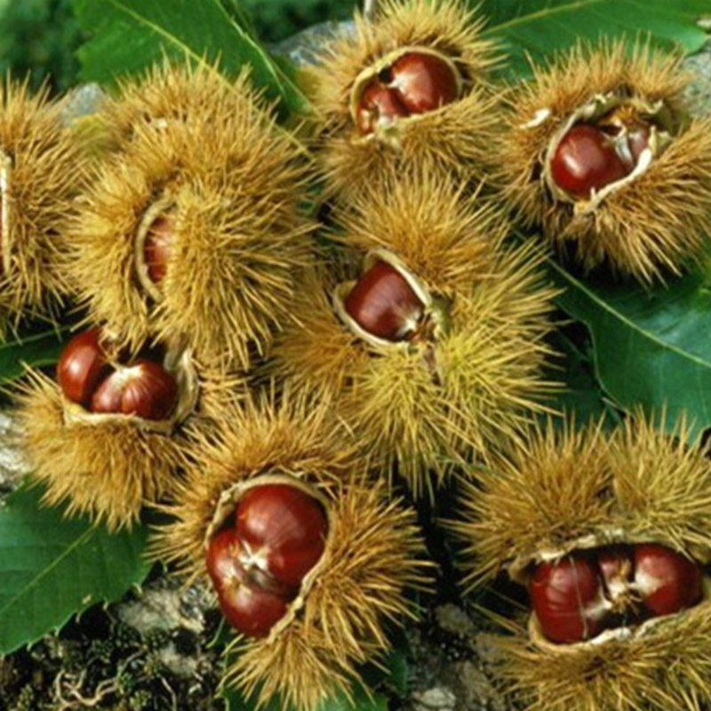 广西桂林板栗壳 栗毛壳 栗刺壳 风栗壳板中药材500克新货外壳 - 爱购