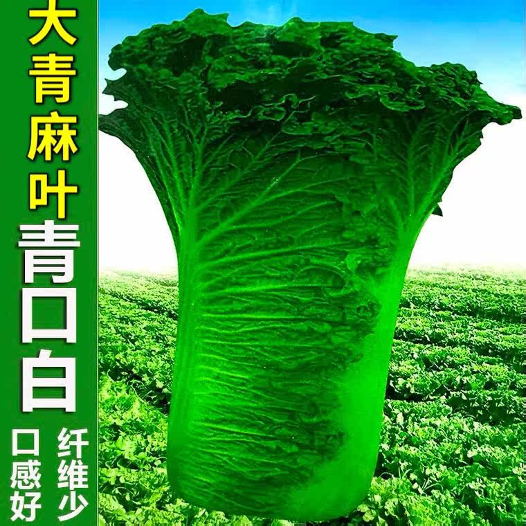 白菜口口口香种子好吃长筒青白菜叶脆嫩春秋家庭园艺种子