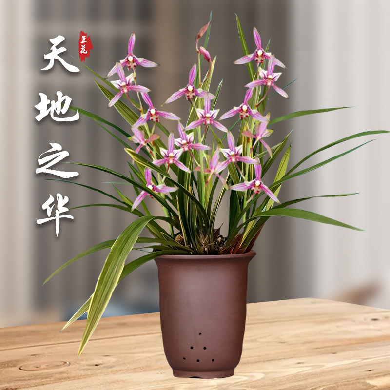 天地之华金边兰花盆栽四季兰草名贵浓香香型国兰