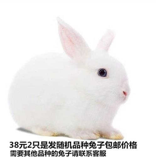 一只活兔子公活物兔苗公母兔子两只幼崽宠物兔