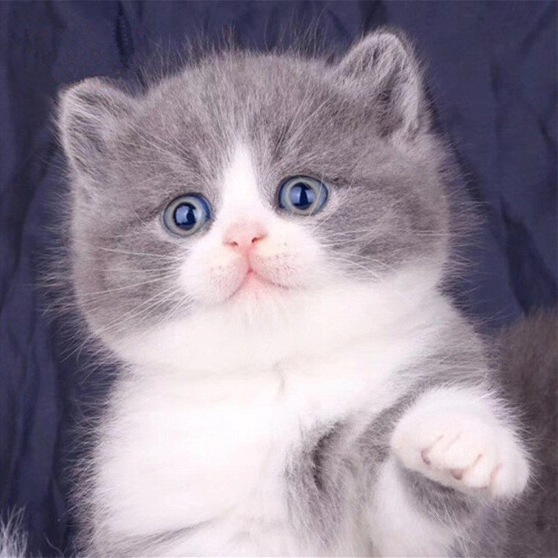 英短蓝白白猫幼猫纯种蓝猫银渐层加菲猫幼崽布偶猫咪