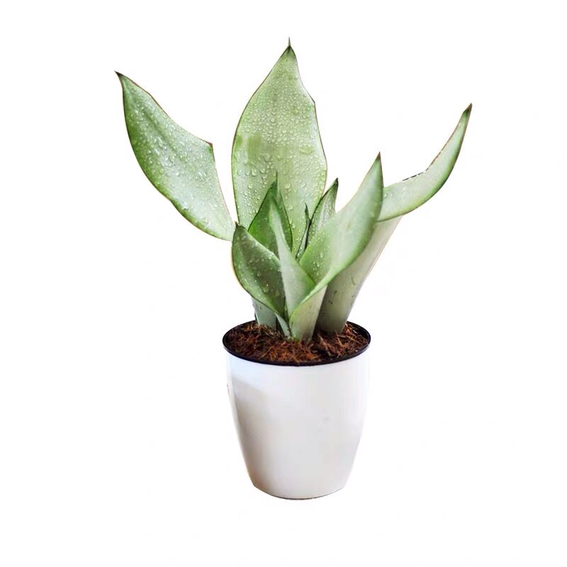 非常吸甲净化绿植盆栽多肉荷花办公室容易白玉绿植