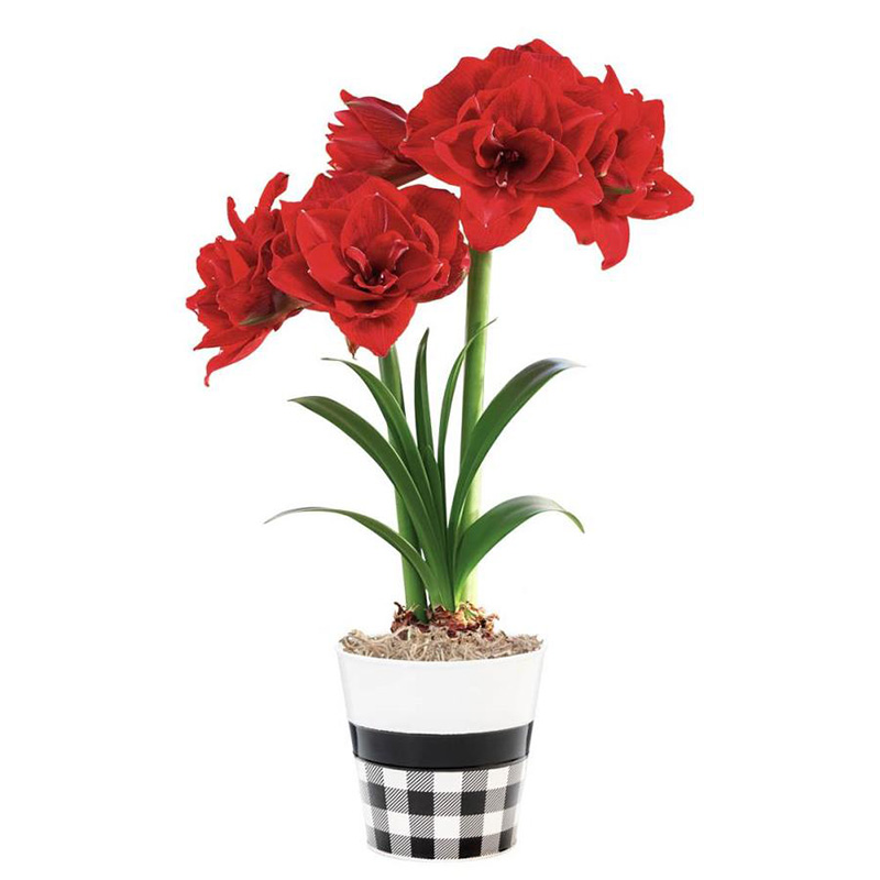 圣茵荷兰进口朱顶红樱桃妮芙红色重瓣大花型球根种球