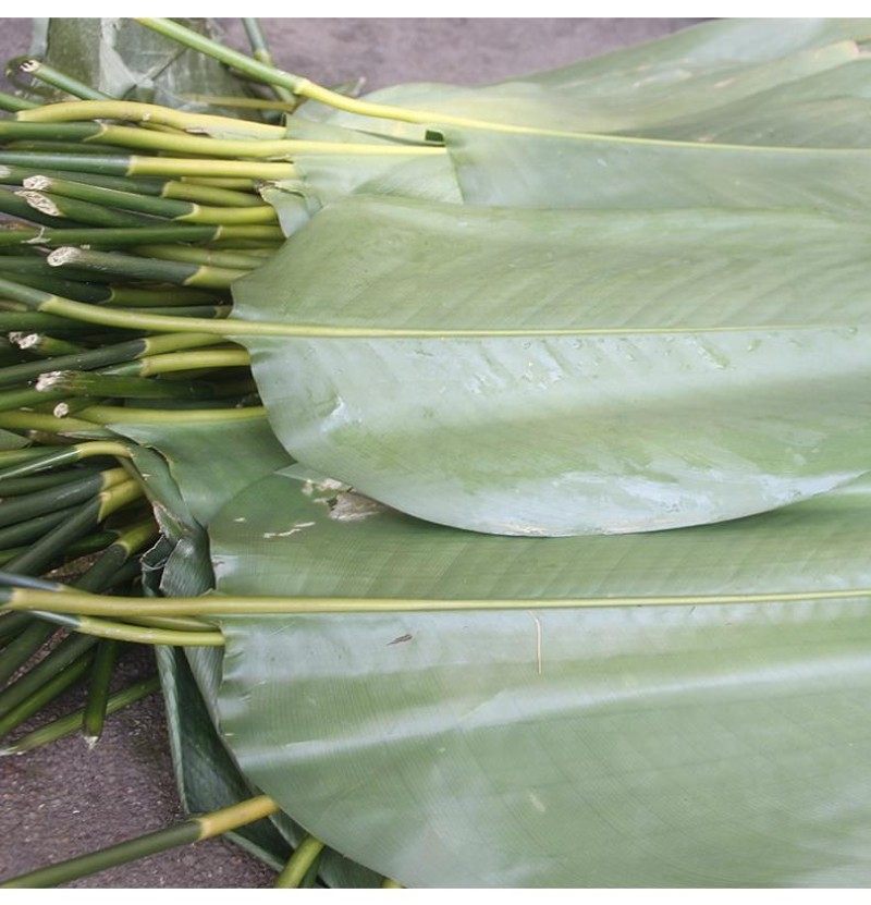 海南白沙大号粽子子叶蒸粽叶子种叶裹包粽冬叶葫芦