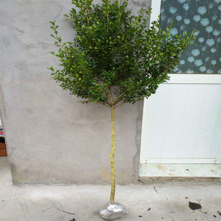 独杆苗球黄杨素小叶庭院瓜子绿化黄杨高杆吸植物绿植