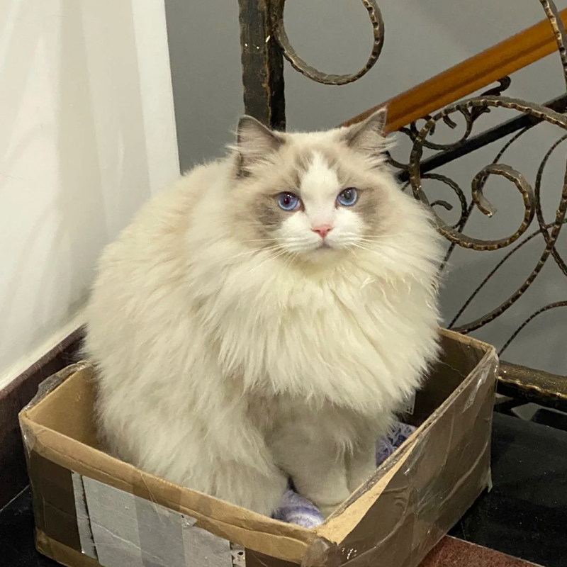 纯种布偶猫幼猫长毛仙女猫双海蓝眼睛活体家养宠物宠物训练