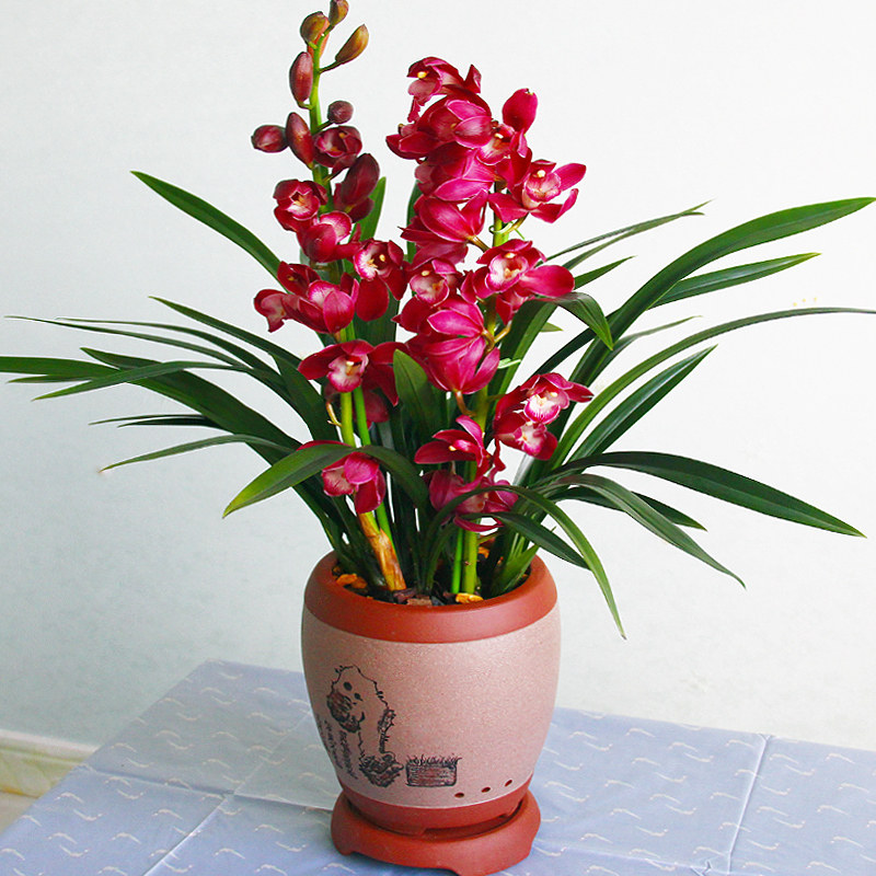 美观大宽叶兰花花卉绿植名贵冬季花苞兰草贵人时令草本花卉