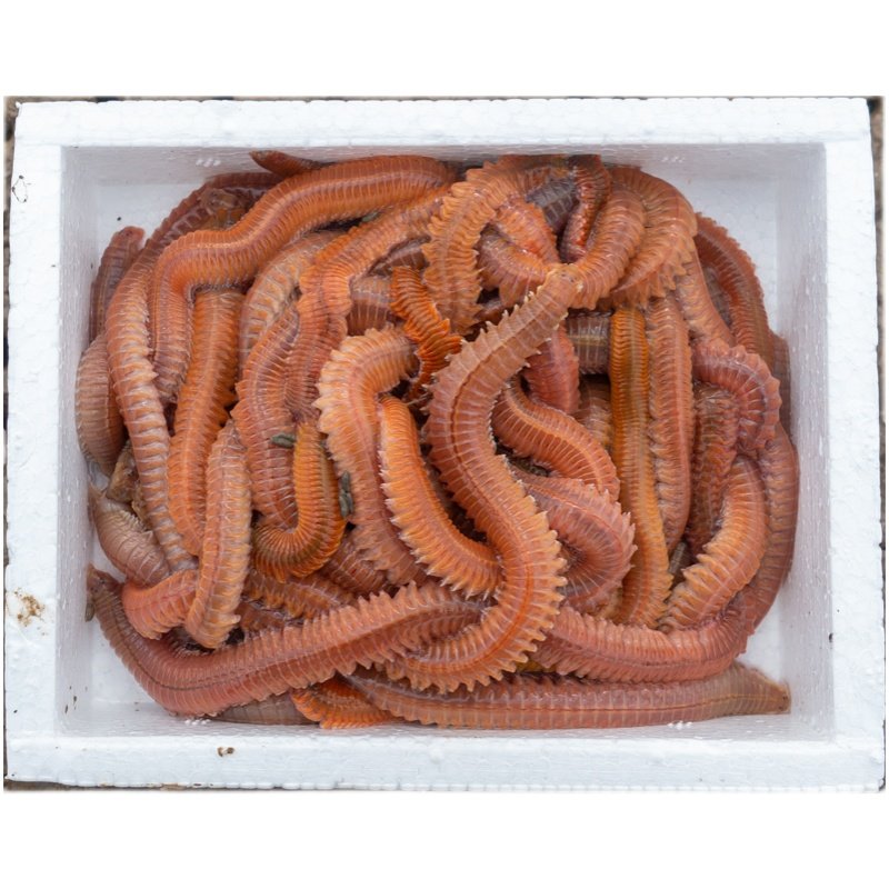 鲜活沙蚕海钓饵料红虫鲈鱼鱼饵海杆矶竿海蚂蝗海活饵