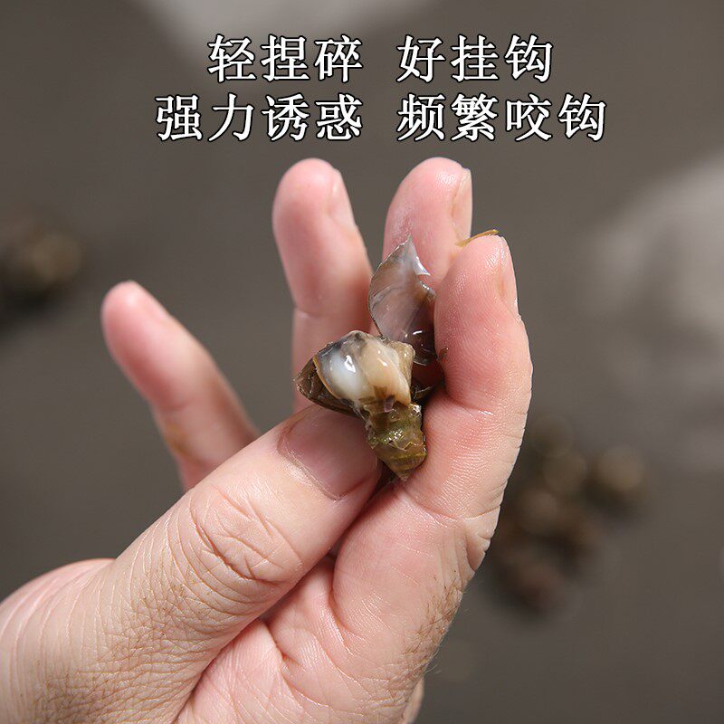 翠螺鲜活青鱼钓鱼螺蛳脆螺鱼饵新鲜田螺活体螺