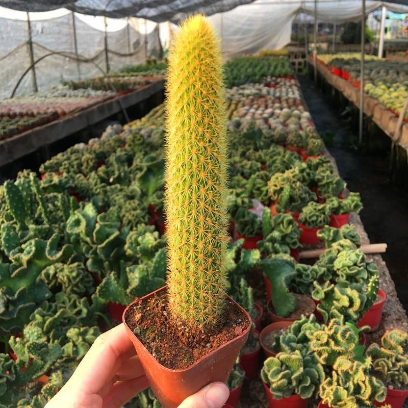 植物阳台个性软毛猴尾柱多桌面绿植开花黄毛多肉植物