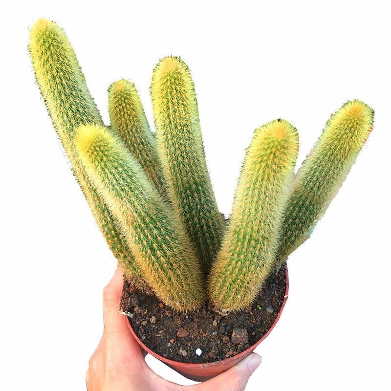 植物阳台个性软毛猴尾柱多桌面绿植开花黄毛多肉植物