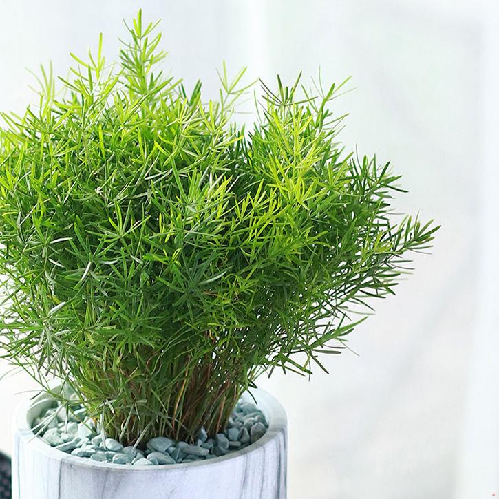 狐尾天门盆栽武竹丝室外阳台四季常青耐寒植物绿植