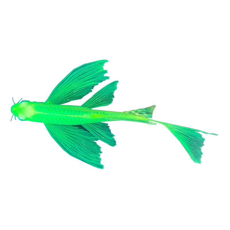 斑马蝶翼长尾鱼翡翠绿大帆长鳍鱼蓝观赏鱼活鱼鱼