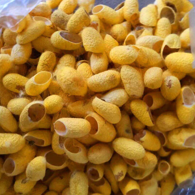 蚕茧瑕疵带茶做皂泡蛹壳片出蛾洗脸桑蚕抽丝蚕茧