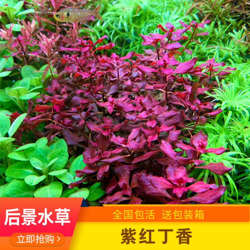 水草丁香鱼缸草缸造景紫丁香紫红中后后景茎类水草