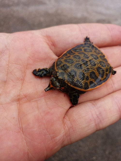 深水美国珍珠活体乌龟观赏小甲鱼苗吃粪鱼缸龟