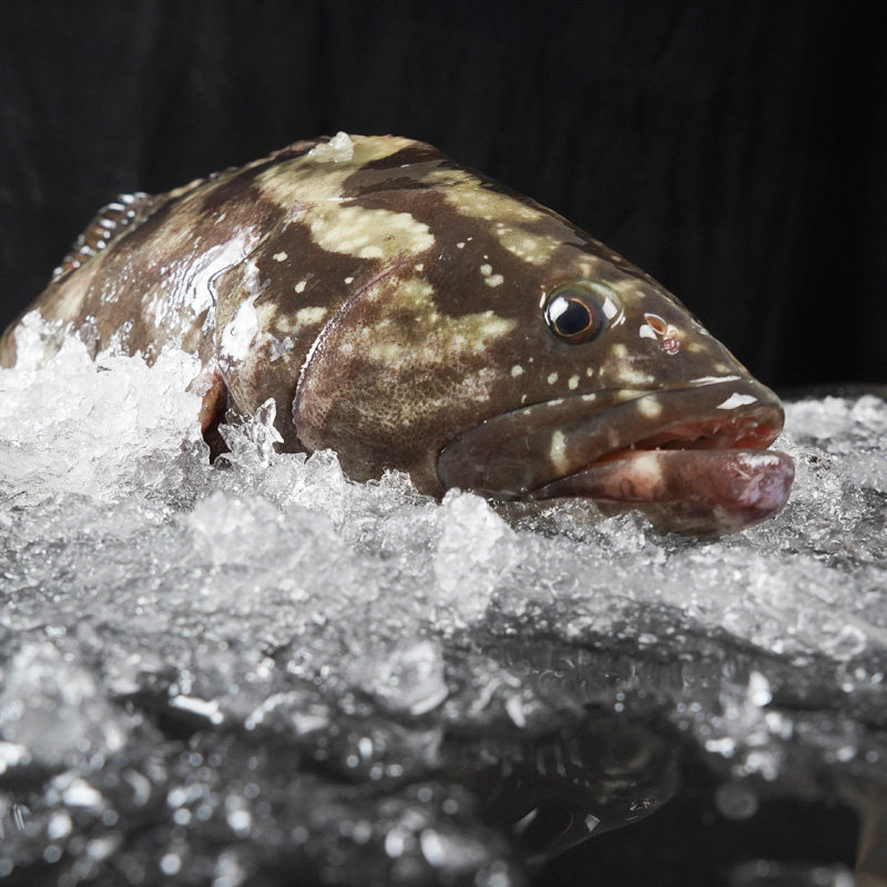 新鲜23条冷冻斑鱼水产鲜活龙趸魁牌胆石龙胆石斑鱼
