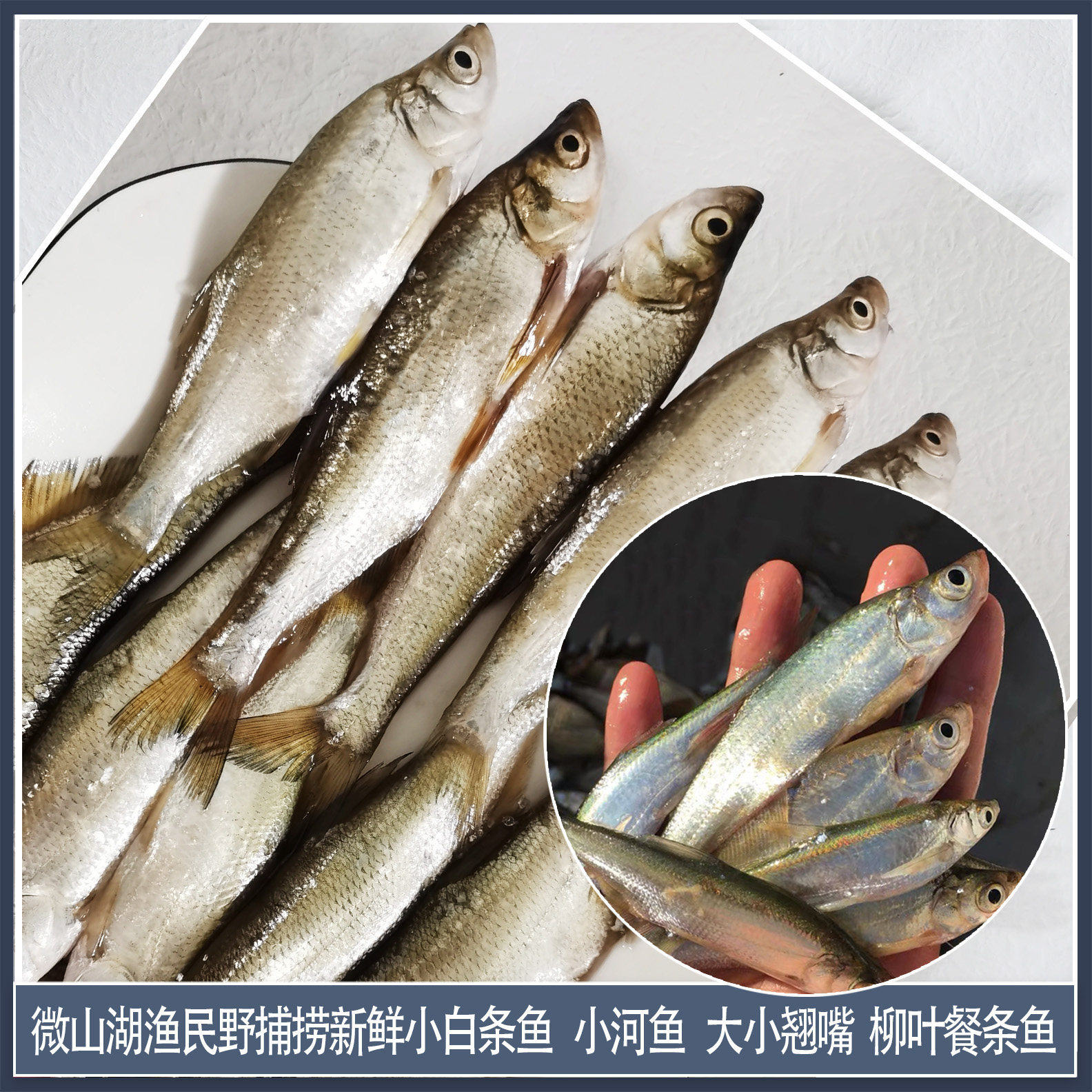 微山湖野生小白白条新鲜小河河鱼子鱼餐条淡水淡水鱼类