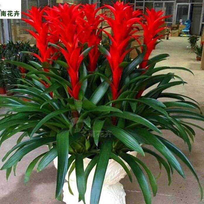 红运净化红星盆栽容易常容易植物室内空室当头绿植