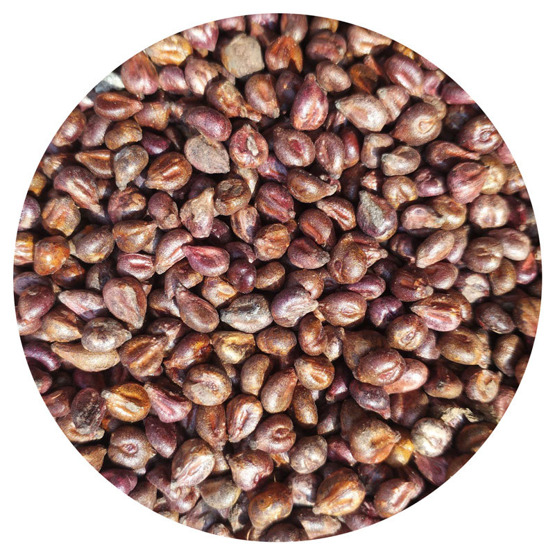 葡萄种子葡萄树种籽红提提子美人巨峰夏黑盆栽家庭园艺种子