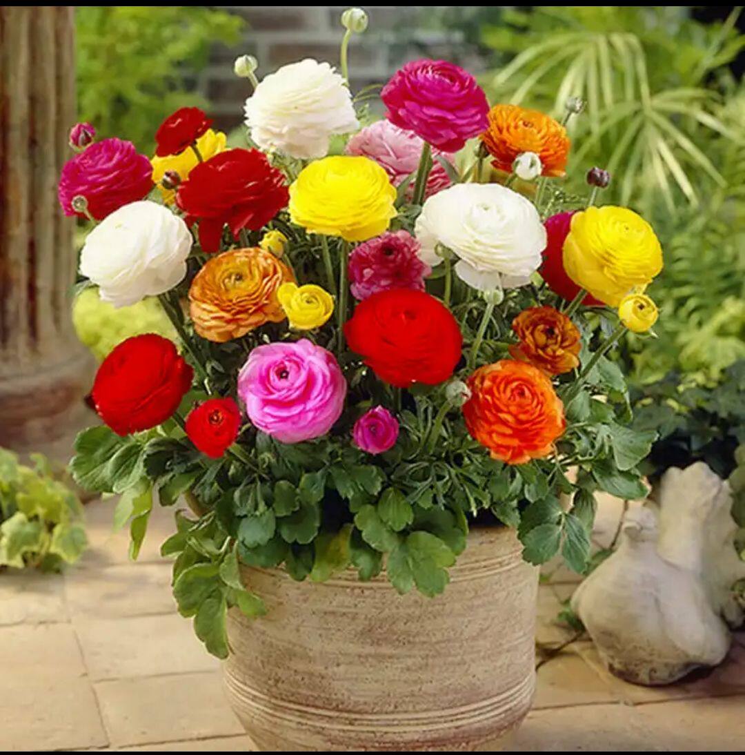 进口花毛茛种球洋牡丹重瓣根多年生易活耐寒四季家庭园艺种子