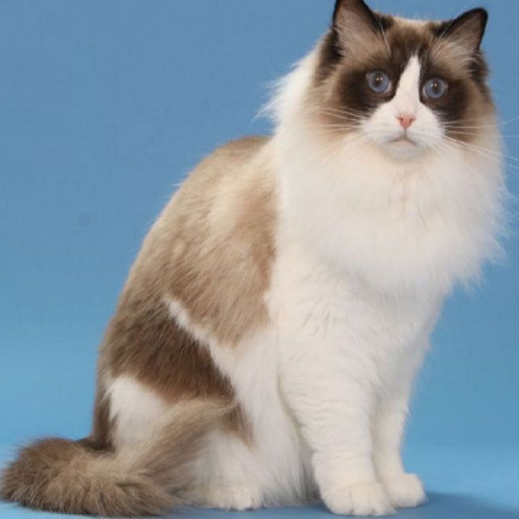 布偶猫宠物猫咪海满耳满仙女布偶幼猫活体蓝双幼崽猫咪