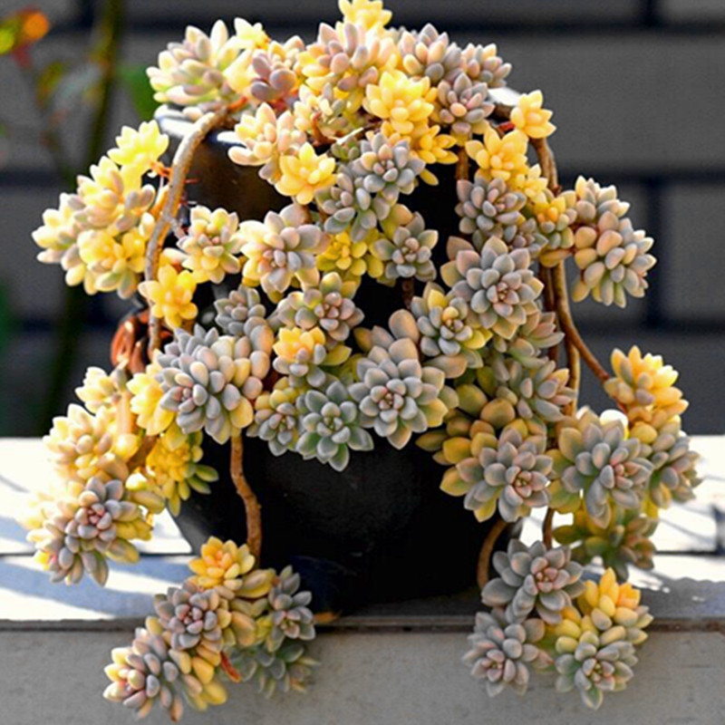 多肉植物姬秋丽锦满额故事奇趣进口进口品品种多肉植物