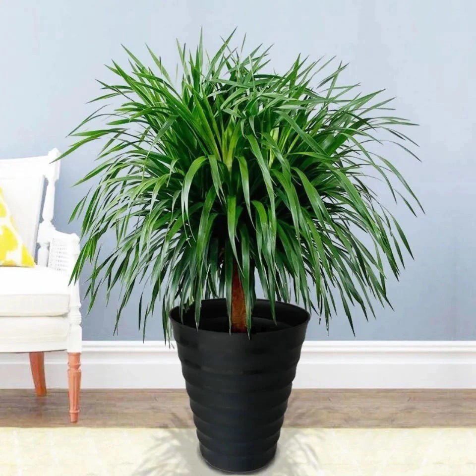 大型龙须树龙须铁龙血室内客厅盆栽绿植四季常青大型绿植