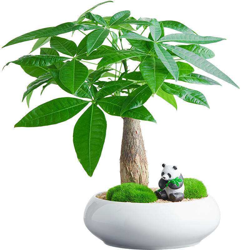 发财树金钱树桌面绿植送人钱树礼品盆栽招财树盆景绿植