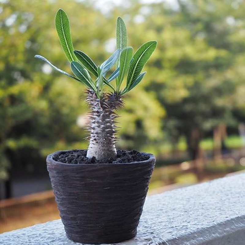 树上星辰巴西女王实生籽播块根棒槌多肉植物多肉植物