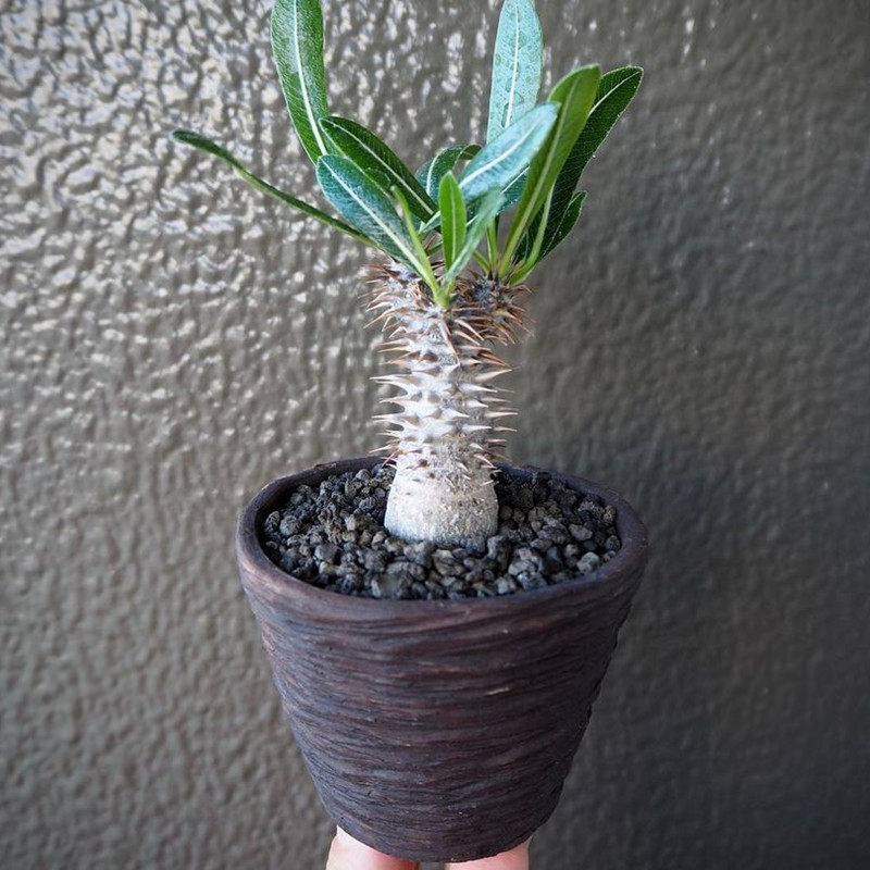 树上星辰巴西女王实生籽播块根棒槌多肉植物多肉植物