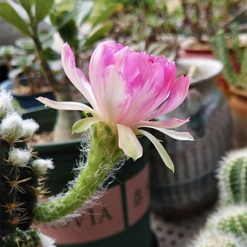 荷花bit丽花精品仙人球丽花球开花美多植物多肉植物