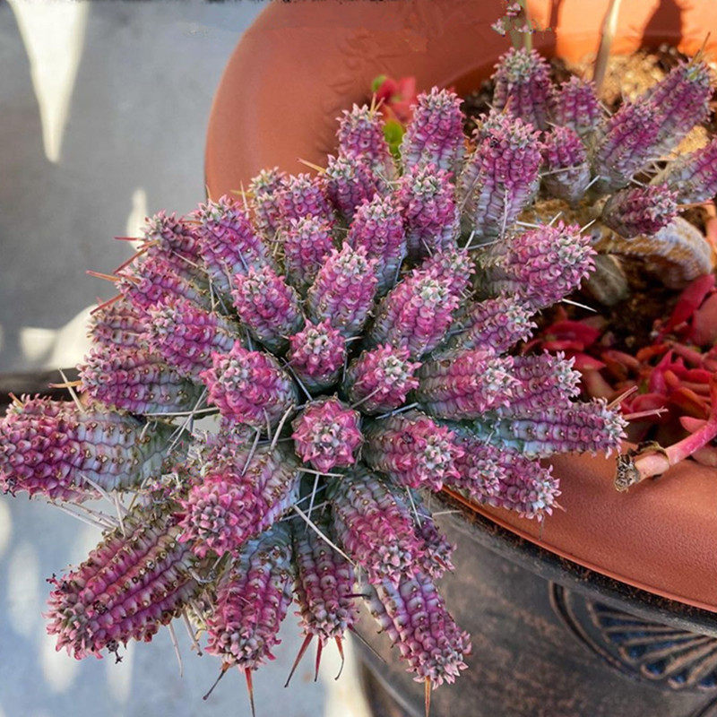白桦麒麟可晒出粉边大戟科多肉植物桌面绿植组合多肉植物