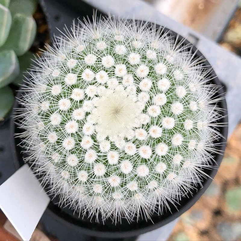 白小町实生软刺扎手仙人软萌毛茸茸多肉植物多肉植物