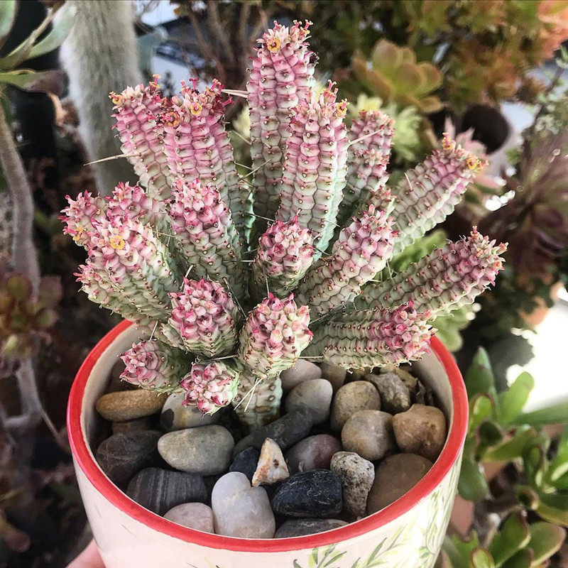 白桦麒麟可晒出粉边大戟科多肉植物桌面绿植组合多肉植物