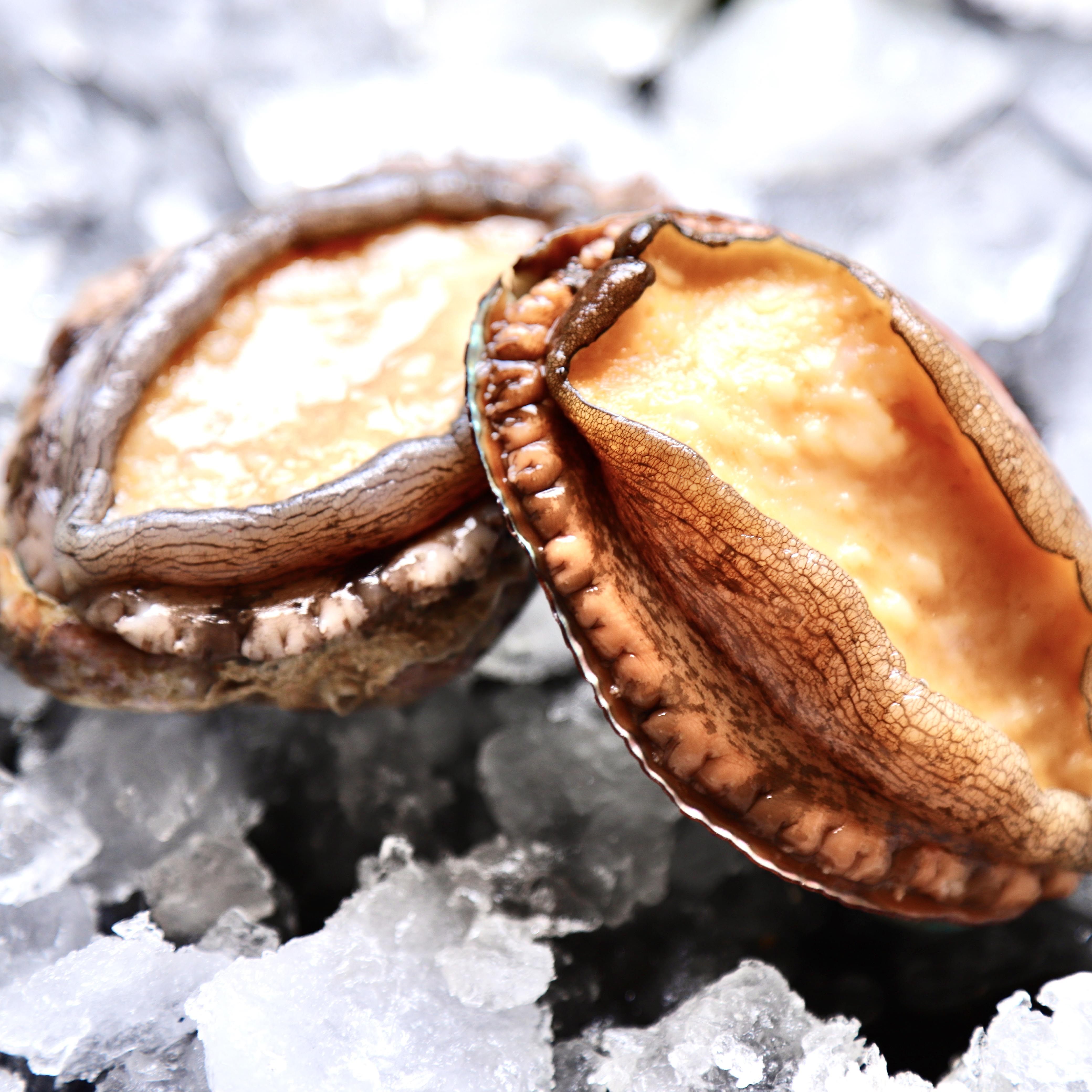 1014头顺丰2斤真空捞现发东哥活现鲜活鲍鱼大连鲍鱼