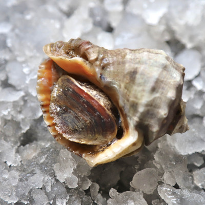 东哥海鲜鲜活大连特产大红里螺现捞现发3斤顺丰海螺