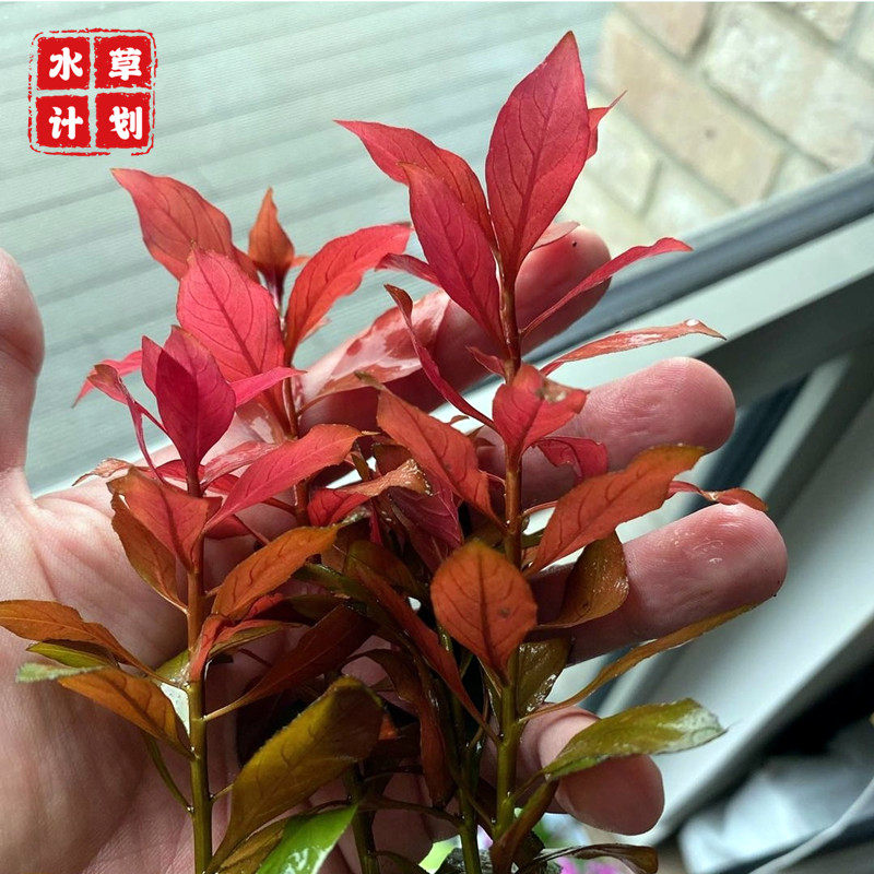 水草鲁宾叶底红大叶丁香自养水下叶大红叶草草水草