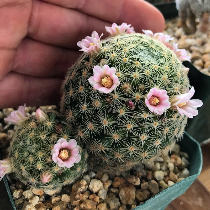 仙人吉赛尔仙人掌乳突属多植物粉花白花实生办公多肉植物