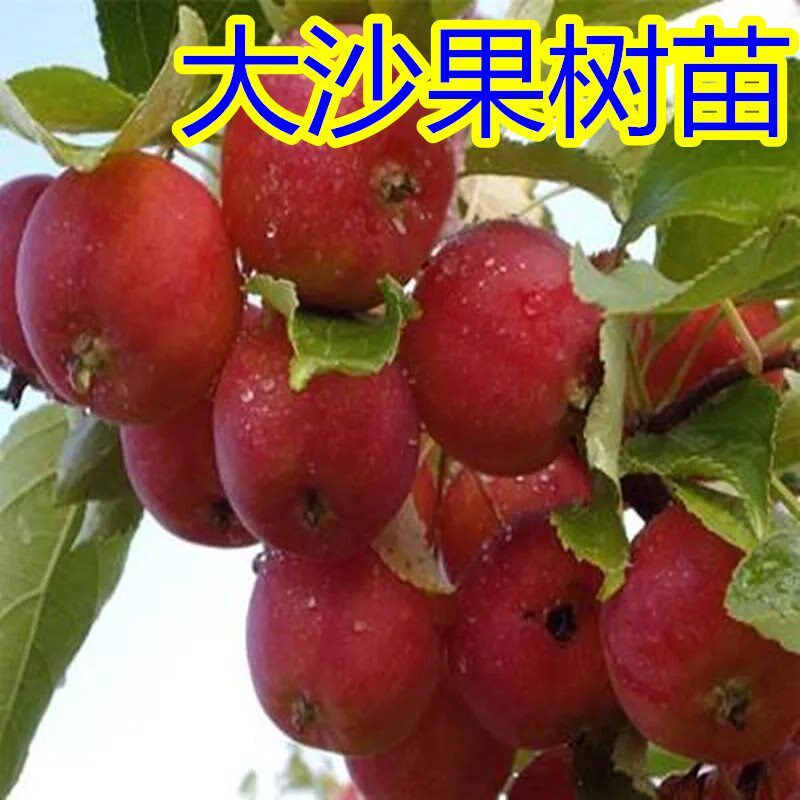 果树耐寒沙果鸡心小苹果树苗海棠果花红冬红果苗果树